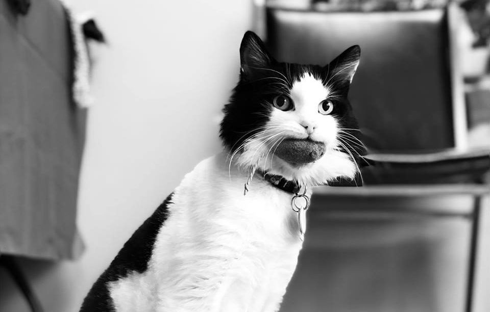 a cat with big whiskers in black and white
