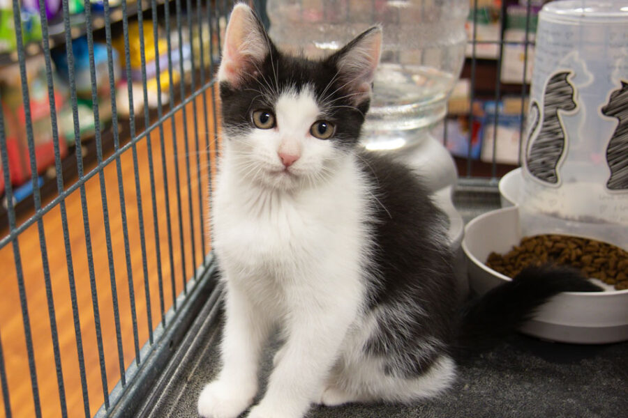 Pet Wellness in Ogden, UT Millcreek Veterinary Hospital